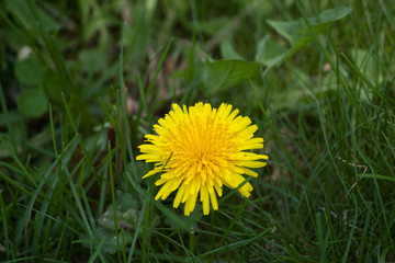 Yellow dandelion flower and leaves in a lawn