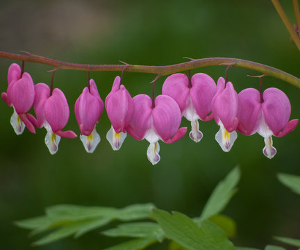 Pink bleeding heart flowers dancing on a stem