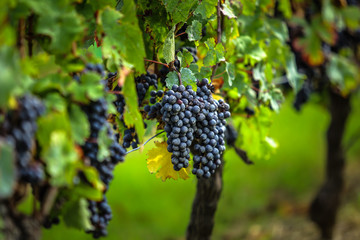 ripe grapes before harvest, Bordeaux, France