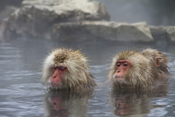 温泉に入る日本猿