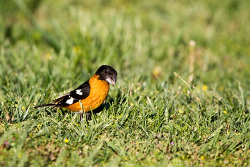 Male Black-headed Grosbeak in breeding plumage