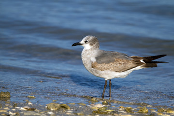 Immature Laughing Gull on the Florida coast