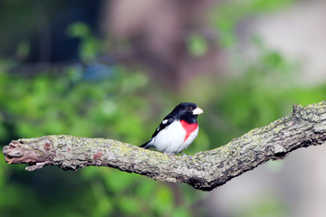Rose-breasted Grosbeak in spring breeding plumage