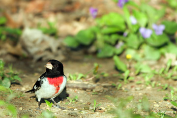 Rose-breasted Grosbeak in spring breeding plumage