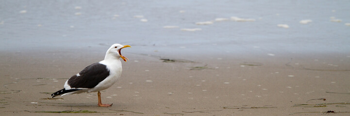 Western Gull yawns on a California beach