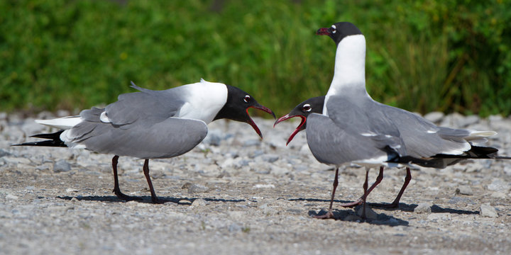 Franklin Gulls squabble on the Louisiana Gulf Coast