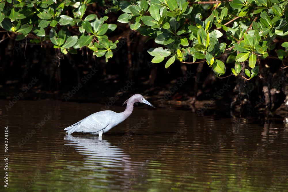 Sticker Little Blue Heron with reflection under a mangrove on Florida's Atlantic coast