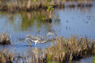 Tricolored Heron or Louisiana Heron hunts in a coastal marsh in Florida