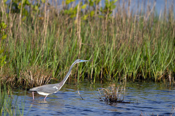 Tricolored Heron or Louisiana Heron hunts in a coastal marsh in Florida