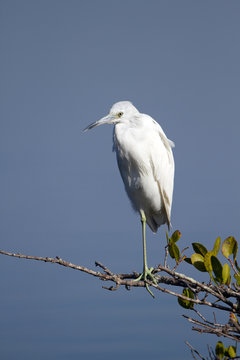 Immature Little Blue Heron in characteristic white coloration