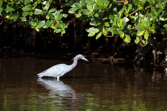 Little Blue Heron with reflection under a mangrove on Florida's Atlantic coast