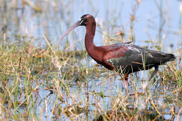 Glossy Ibis in a Florida wetland