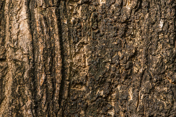 Wood Texture