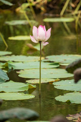Lotus flower