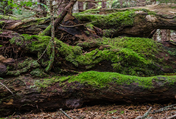 Moss on Fallen Logs