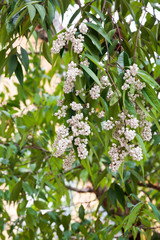 Syzygium
