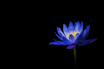 Photo sur Plexiglas fleur de lotus lotus sur fond noir