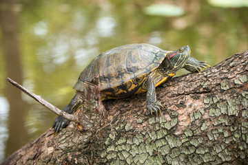 Turtle