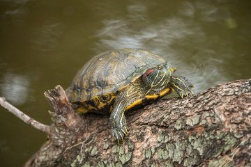 Turtle