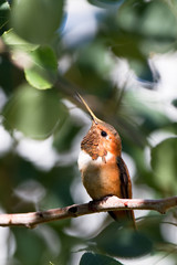 Rufous Hummingbird in the Rocky Mountains of New Mexico