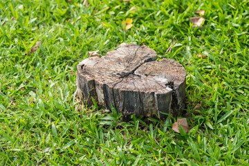 stump tree plant on green field