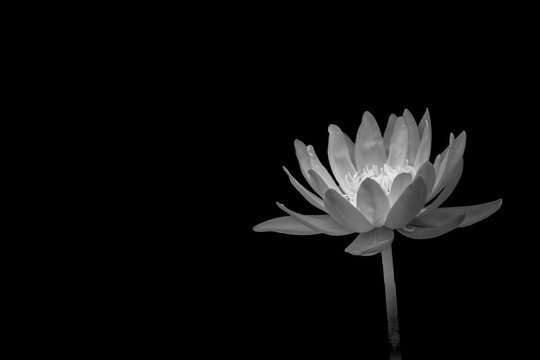 Fototapeta lotus on black background,B&W