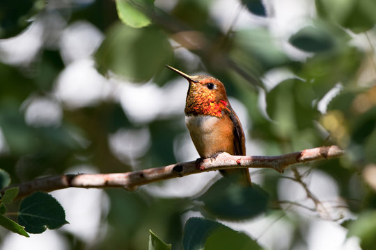 Rufous Hummingbird in the Rocky Mountains of New Mexico