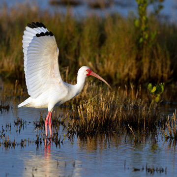 White Ibis spreads his wings on the Florida coast