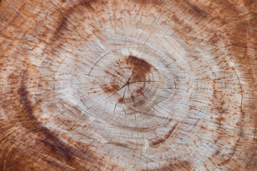 Naklejka premium Wood Texture