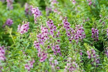 Fototapeta premium Blue lupine flowers.
