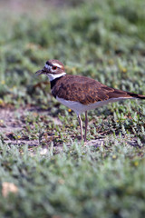 Killdeer on a weedy roadbed