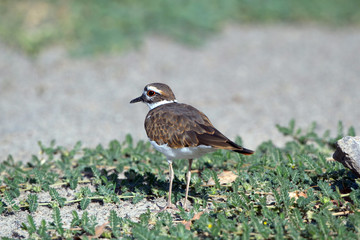 Killdeer on a weedy roadbed