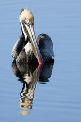 Brown Pelican reflected in blue water
