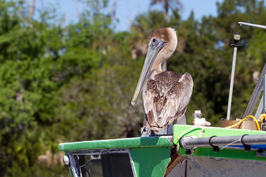 Brown Pelican on a green boat on Florida's gulf coast