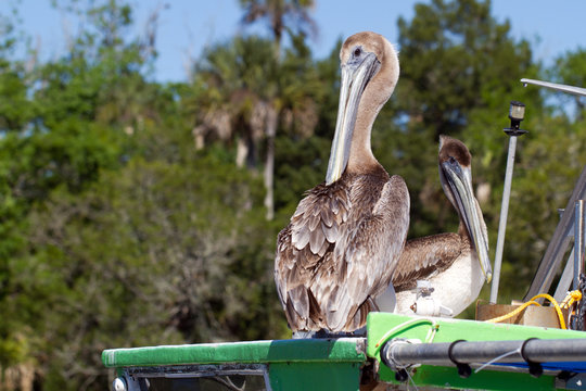 Brown Pelican on a green boat on Florida's gulf coast