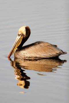 Brown Pelican with side reflection