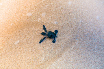 Baby Meeresschildkröte am Strand