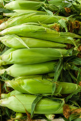 Obraz premium Ears of sweet corn at the market
