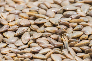 fresh raw Surf clam background