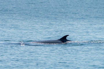 Fototapeta premium Bryde whale in gulf of thailand