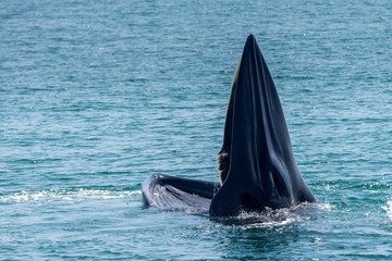 Fototapeta premium Bryde whale in gulf of thailand