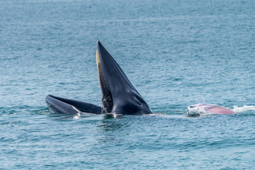 Naklejka premium Bryde whale in gulf of thailand