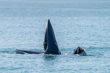 Naklejka premium Bryde whale in gulf of thailand