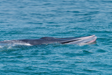Fototapeta premium Bryde whale in gulf of thailand
