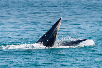 Fototapeta premium Bryde whale in gulf of thailand