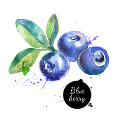 Hand drawn watercolor painting blueberry on white background