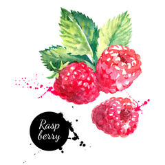 Hand drawn watercolor painting raspberry on white background