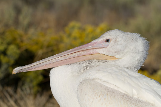 Closeup profile portrait of a White Pelican on the shore of Utah's Great Salt Lake in Antelope Island State Park