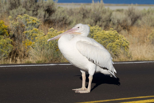 White Pelican in the middle of a road in Antelope Island State Park in Utah