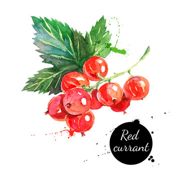Hand drawn watercolor painting red currants on white background